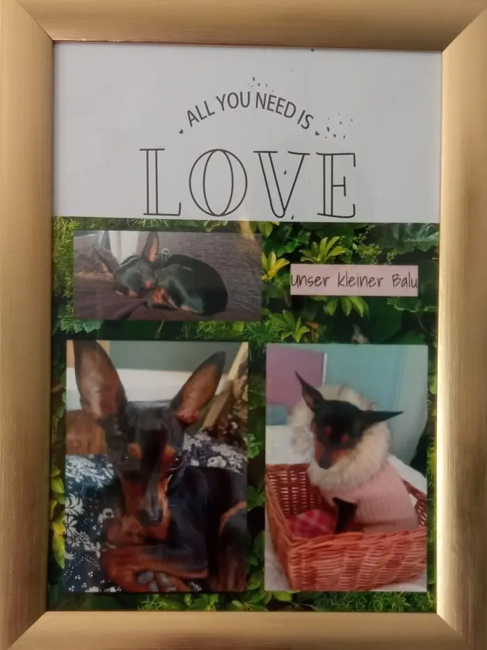 Erinnerungsfotos von Balu