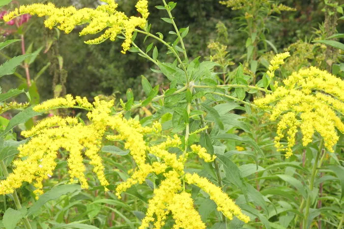 Die Riesen-Goldrute stammt aus Nordamerika und Kanada. Auch sie wurde als Zierpflanze und Bienenweide eingeführt. Sie kommt an allen Standorten vor. Sie breitet sich über Samen aus und verdrängt andere Pflanzen- und Tierarten aus ihren Lebensräumen. Auch schützt sie den Boden nicht vor Erosion. Bekämpfen kann man die Goldrute, indem man sie zwei Mal pro Jahr schneidet - am besten Ende Mai und im August. Dies muss man aber über mehrer Jahre hindurch durchführen.