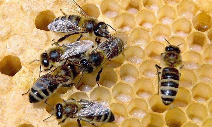 Die Apis mellifera, die Westliche Honigbiene, ist durch ihre Bestäubungsleistung eines der wichtigsten Nutztiere