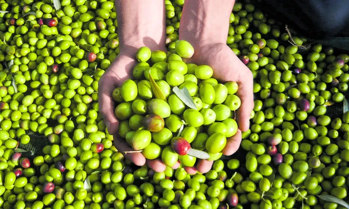 Autochthone Olivensorte Bianchera aus dem Val Rosandra
