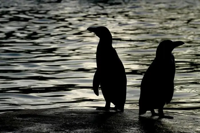 Die Silhouetten der Pinguine 