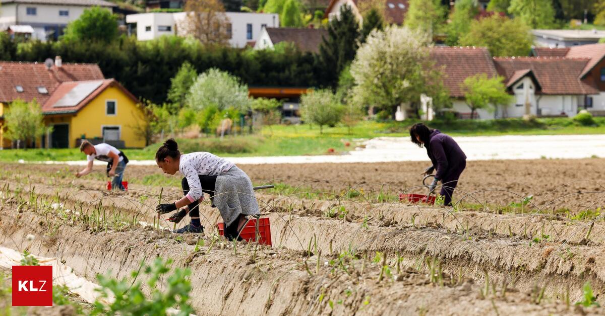 Kaltes-Wetter-bremste-Ernteauftakt-in-der-Ost-und-S-doststeiermark