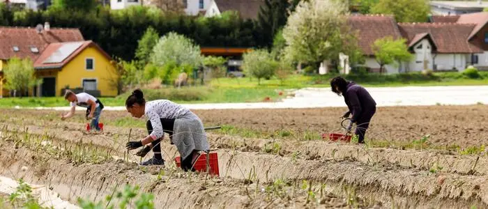 Das kalte Wetter hat nicht nur den Erntestart für Spargel um einige Wochen verzögert, auch Erdbeeren werden dieses Jahr erst später reif