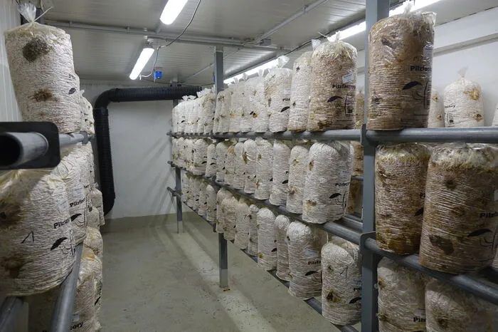 Die Landwirte haben begonnen, Pilze zu züchten.