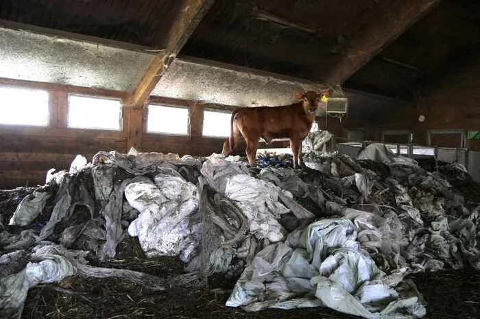 Kälber klettern auf Müllbergen aus Silofolie und Plastikschnüren. Es besteht die Gefahr, dass sich Tiere verletzen oder Teile davon essen und sterben.  