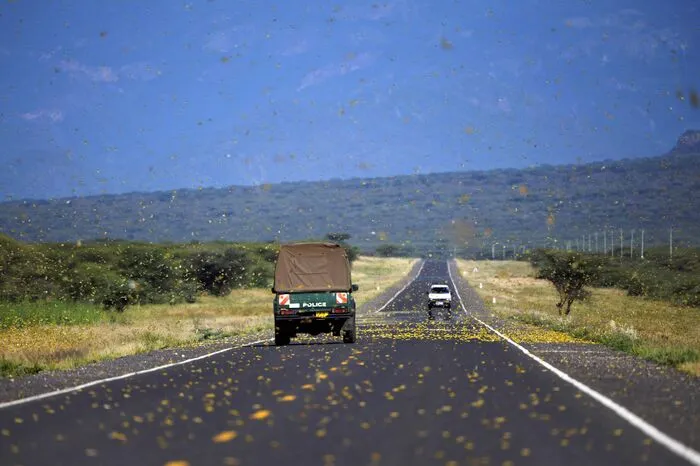 Die Schwärme in Äthiopien, Kenia und Somalia seien in ihrer Größe und ihrem Zerstörungspotenzial "beispiellos", erklärte die UN-Landwirtschaftsorganisation (FAO).