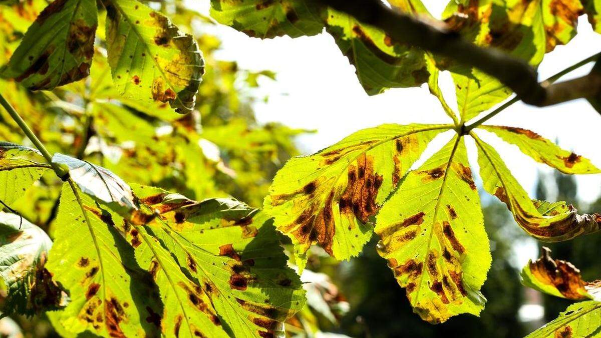 Die Bäume wurden krank und starben binnen weniger Monate ab (Sujetbild)