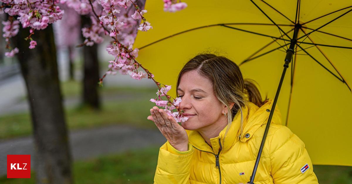 How icy are the Ice Saints this year in Carinthia and East Tyrol?