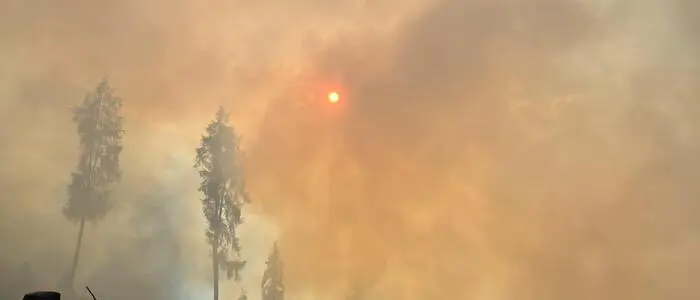 Man sieht gelblich-grauen Rauch über einem Wald