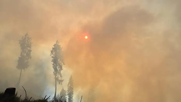 Man sieht gelblich-grauen Rauch über einem Wald