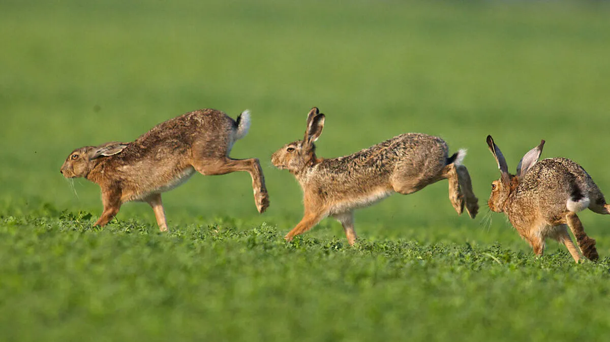 Die Fruchtbarkeit des Hasen macht das Tier symbolträchtig 
