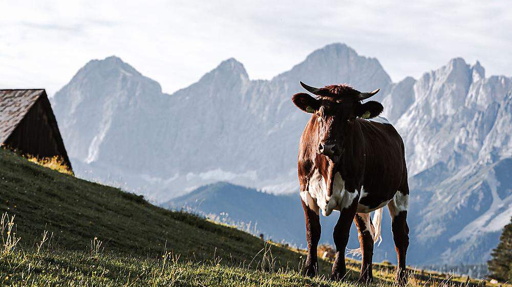 Die Kulturlandschaft im Alpenraum wird seit Jahrhunderten von bäuerlichen Familienbetrieben gepflegt und geprägt. Die Bergbauern sind allerdings heute einem starken Existenzdruck ausgesetzt