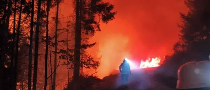 110 Hektar Wald wurden durch den Brand vernichtet
