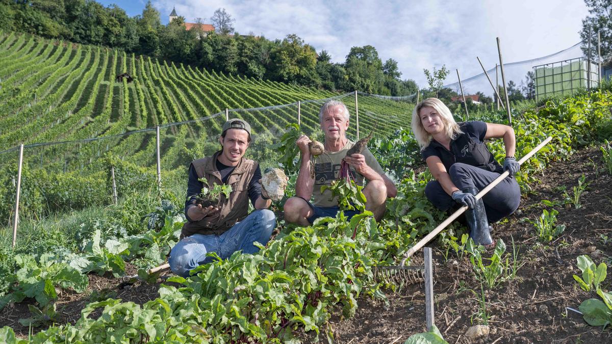 Inmitten der Weinreben wächst im Garten Tement vor allem Wurzelgemüse.