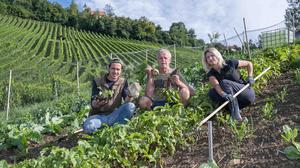 Inmitten der Weinreben wächst im Garten Tement vor allem Wurzelgemüse.