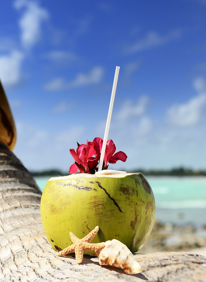 Kokosnuss mit Trinkhalm auf einer Palme. Im Hintergrund das Meer