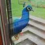 Nicht ganz so gern gesehen: Der Pfauenbesuch (auch im ersten Stock, oben) im Kindergarten St. Vinzenz stößt nicht nur auf Gegenliebe 