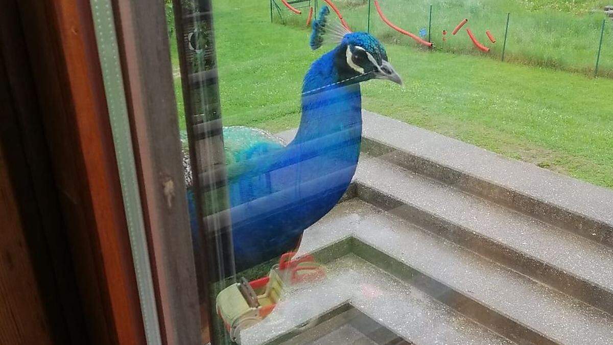 Nicht ganz so gern gesehen: Der Pfauenbesuch (auch im ersten Stock, oben) im Kindergarten St. Vinzenz stößt nicht nur auf Gegenliebe 