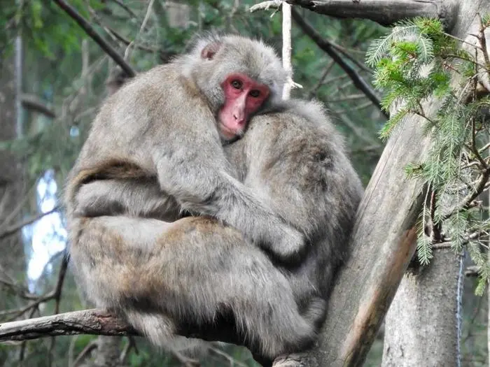 Unter den Affenweibchen wurde auch viel gekuschelt und Fellpflege betrieben