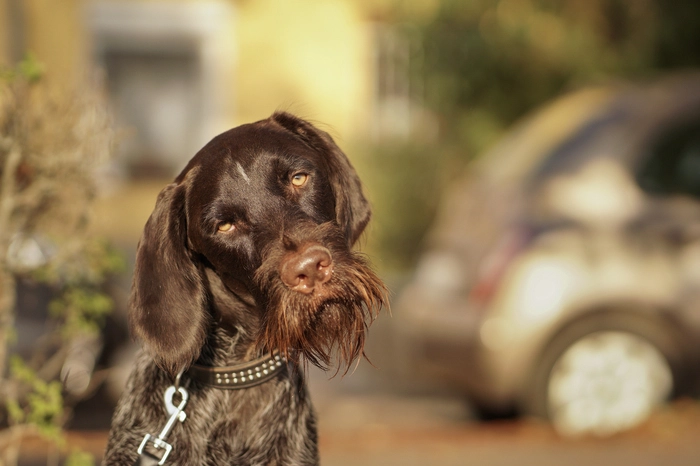 Bei Sonnenuntergang ging ich in einer Stadt in Ungarn spazieren, als ich diesen Hund mit einer einzigartigen „Persönlichkeit“ sah. Die Lichter waren grell und gelb, der Blick des Hundes war unbezahlbar.
Aufnahmeort: Ungarn