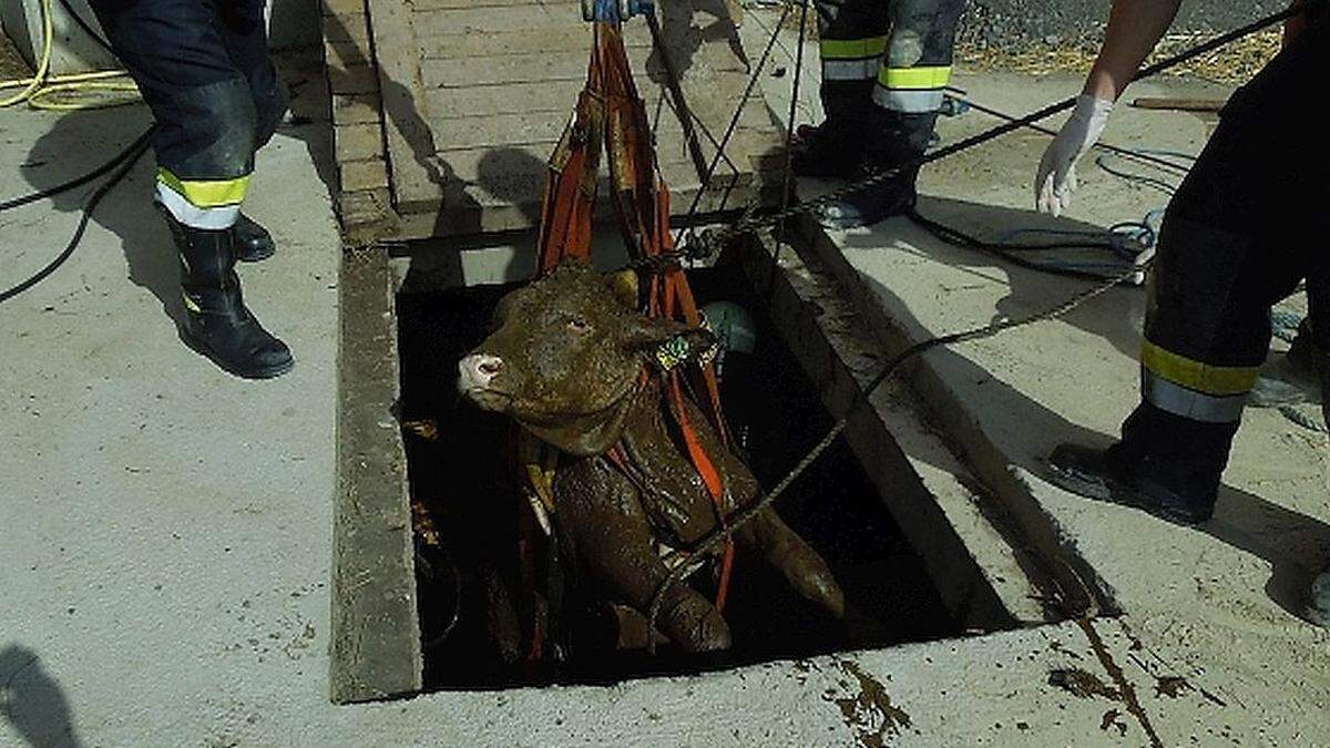 Mit einem Bagger hoben die Feuerwehrmänner das Tier aus der Grube