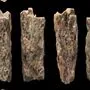 Anhand eines Knochenstücks haben Forscher erstmals einen direkten Nachkommen aus der Vermischung von Neandertalern und sogenannten Denisova-Menschen untersuchen können