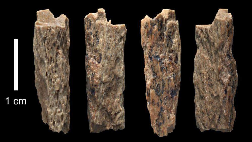 Anhand eines Knochenstücks haben Forscher erstmals einen direkten Nachkommen aus der Vermischung von Neandertalern und sogenannten Denisova-Menschen untersuchen können
