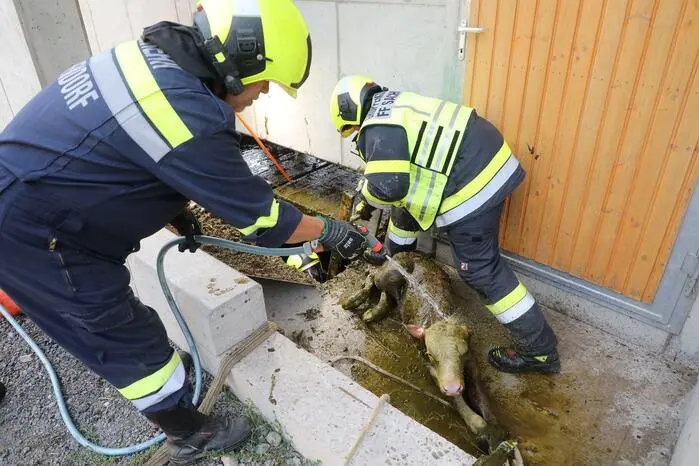 Nach rund einer halben Stunde konnte das sichtlich erschöpfte Tier ohne erkennbare Verletzungen gerettet und dem Bauern übergeben werden. Darauf folgten eine gründliche Reinigung und die Rückkehr in den Kälberstall.