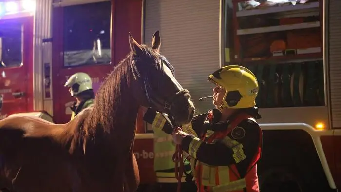 20 Einsatzkräfte der Feuerwehr Spielberg kümmerten sich gemeinsam mit der Polizei und einem Tierarzt um die beiden Pferde