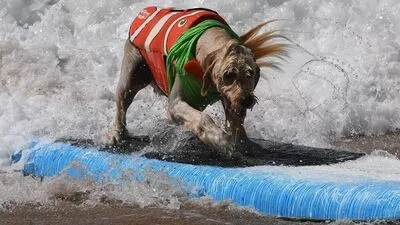 US-LIFESTYLE-SPORT-ANIMAL-DOG-SURF