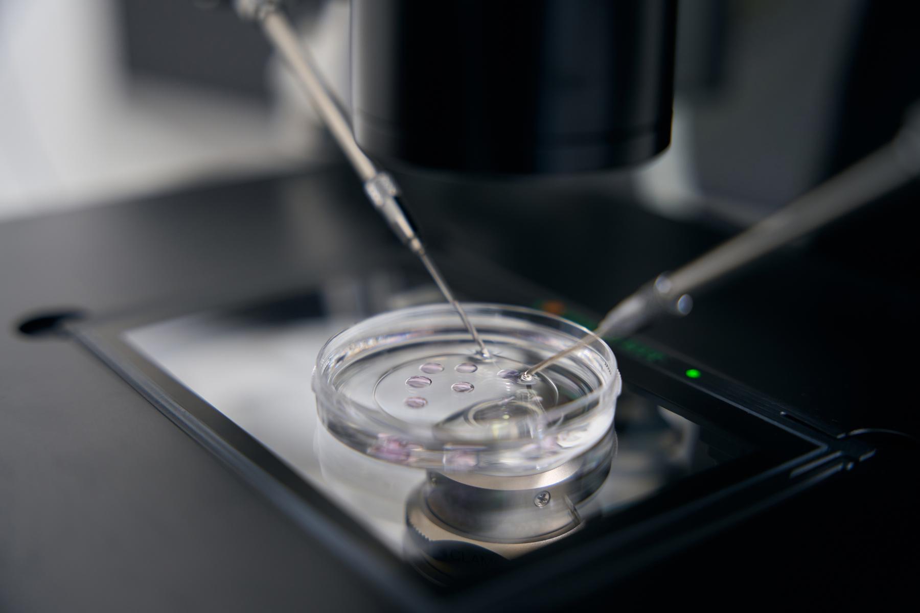 Laut Verfassungsgerichtshof: Verbot von „Social Egg Freezing“ ist verfassungswidrig