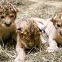 So putzig sahen die Löwenbabys Ende Dezember 2019 aus