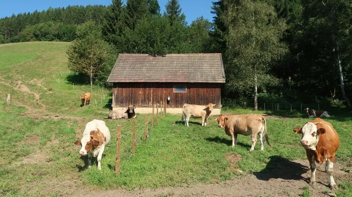 Schon seit den 90er-Jahren züchtet der Hof Ellersbacher Bio-Weiderinder.