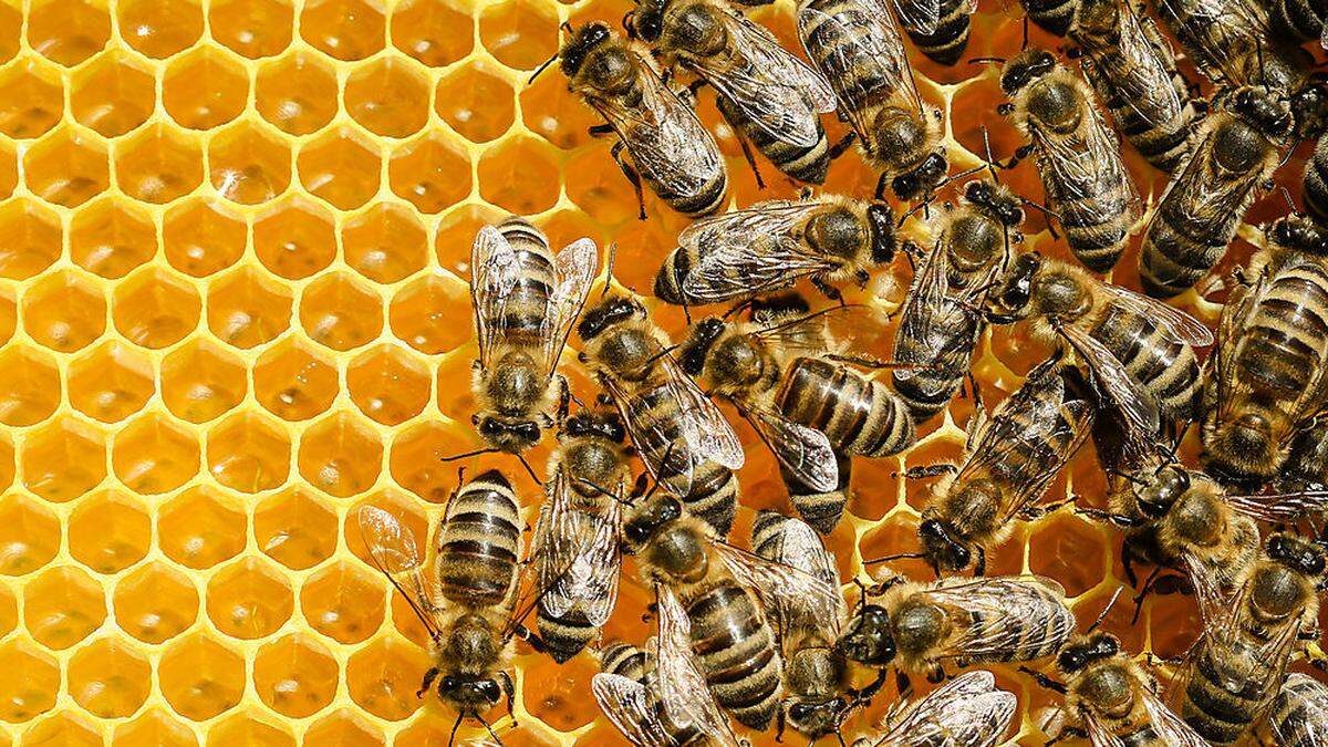 Die heimischen Honigbienen sind durch die Varroamilben, klimatische Veränderungen und Spritzmittel stark gefährdet