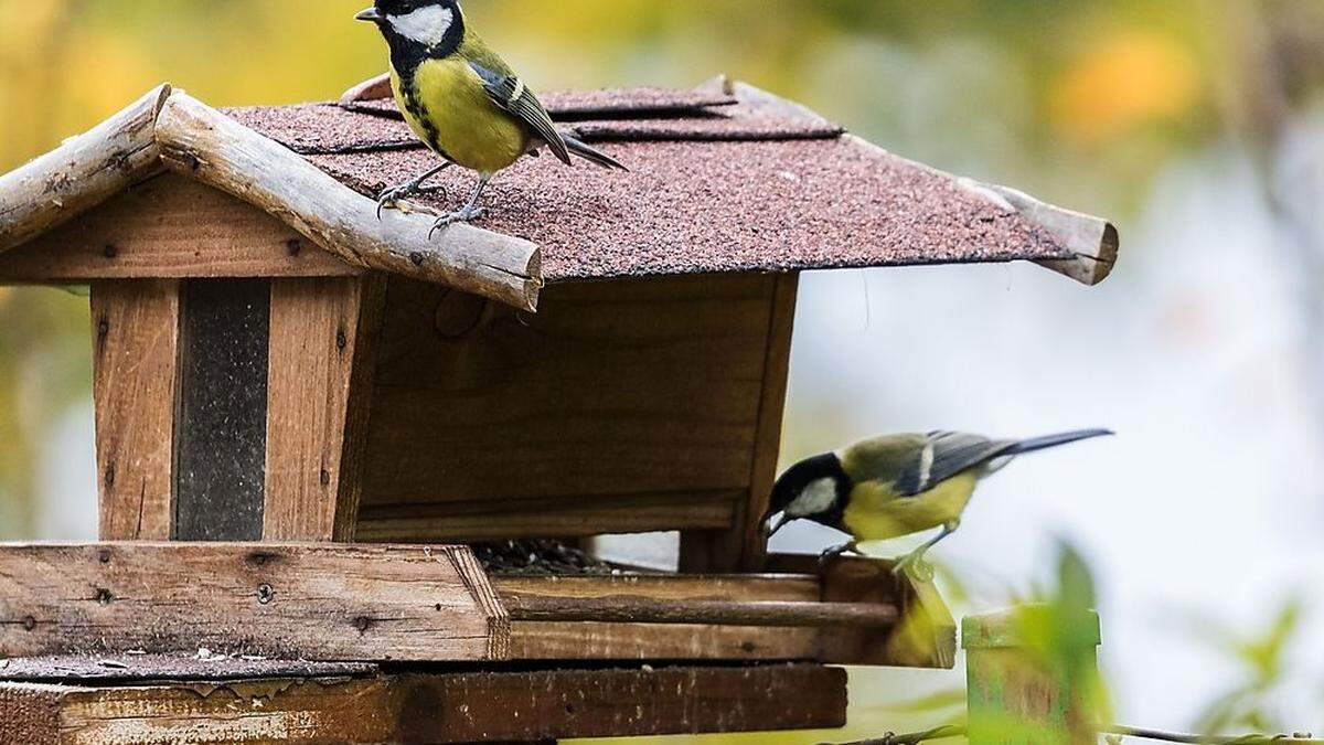 Die Kohlmeisen haben heuer den Schnabel vorne