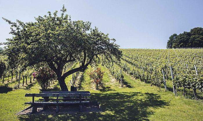 Schattiger Sommergenuss: Verweilen im Weingarten vor den Winzerzimmern der Familie Wurzinger