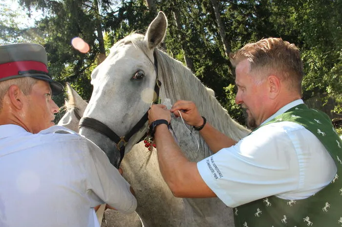 Gestütsleiter Erwin Movia vom Lipizzanergestüt Piber schmückte die Pferde eigenhändig mit bunten Blumengestecken.
