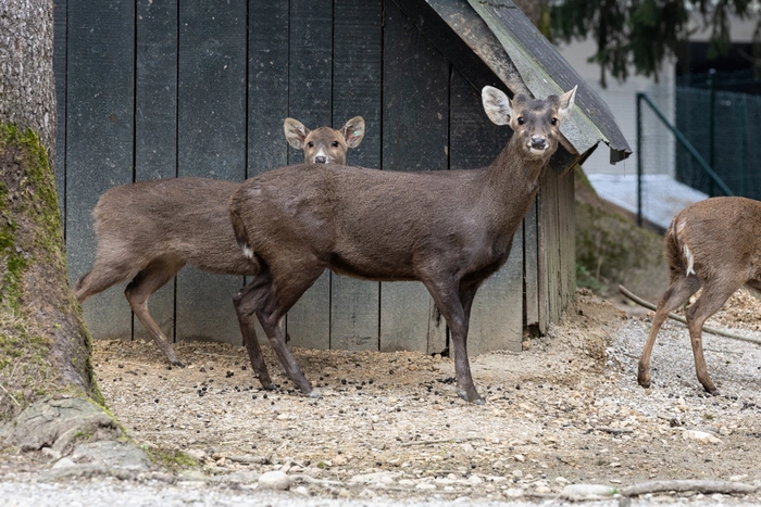 Mit den Schweinehirschen ist eine neue Art in den Zoo eingezogen