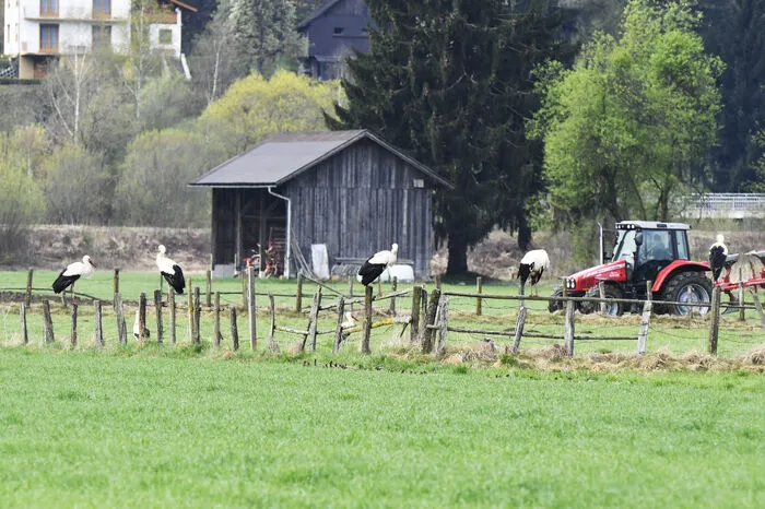 Die Vögel haben dort auch übernachtet.