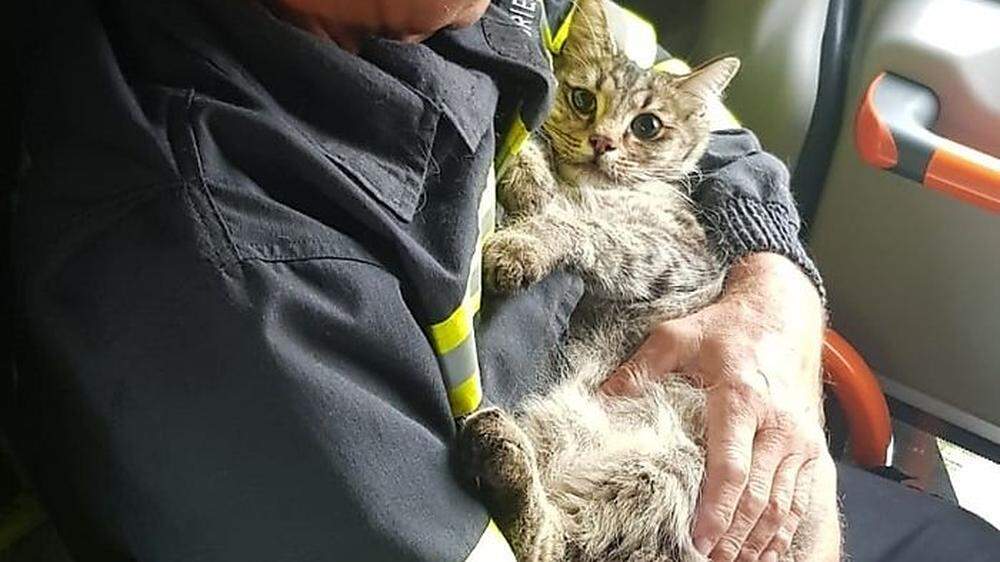 Die Katze wurde aus dem Fenster gerettet und einem Tierarzt übergeben