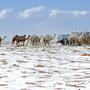 Schnee in der Al Jawf Provinz im Norden von Saudi-Arabien 