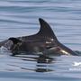 Delfin-Nachwuchs in der Bucht von Piran.