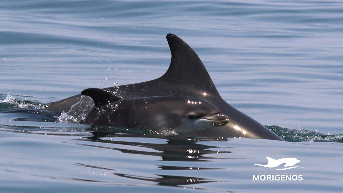 Delfin-Nachwuchs in der Bucht von Piran.
