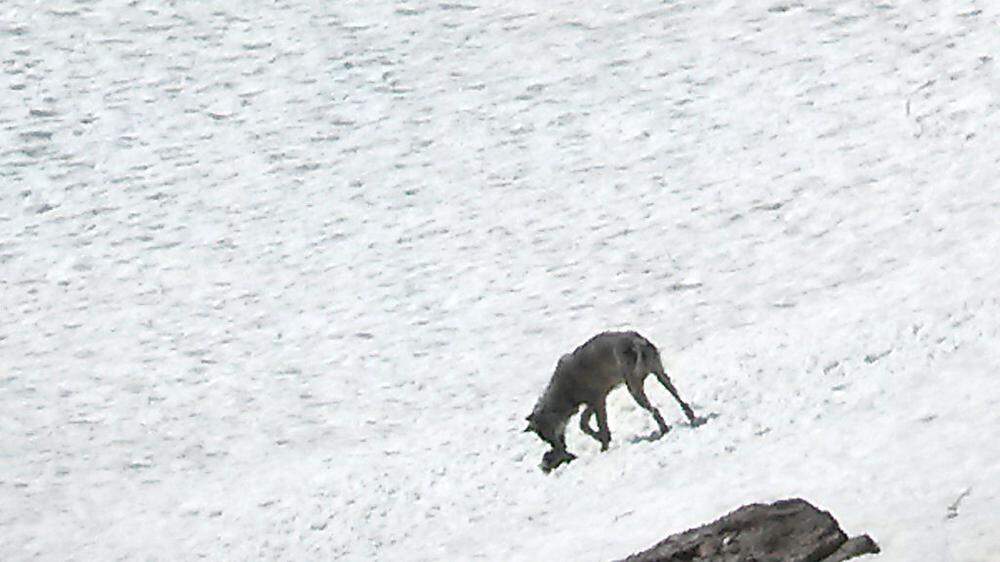 Junger Wolf im Nationalpark Hohe Tauern gesichtet