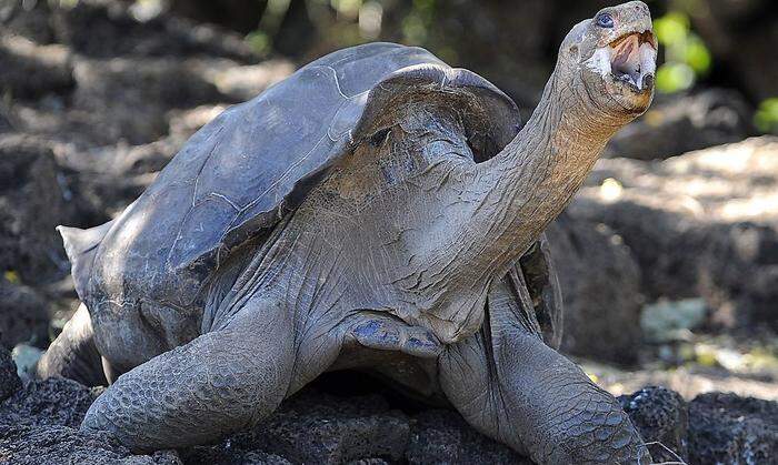 "Lonesome George", die Pinta-Riesenschildkröte, die 2012 als Letzte ihrer Art verendete