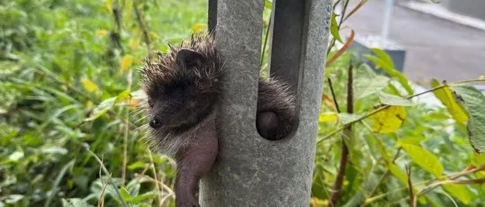 Wie der Igel in das Rohr geraten war, ist nicht bekannt