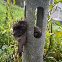 Wie der Igel in das Rohr geraten war, ist nicht bekannt
