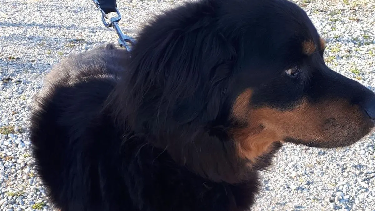 Hündin "Lucy" musste schlimme Qualen erleiden