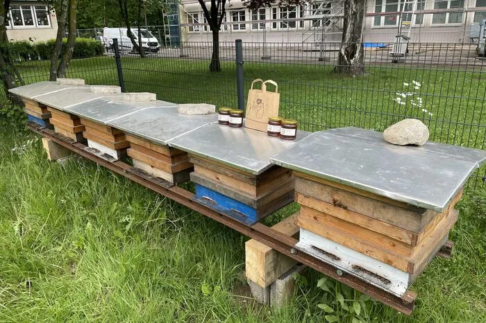 Sechs Völker mit je bis zu 80.000 Bienen haben hier ein neues Zuhause gefunden.