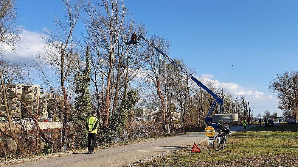 Am Murufer in Graz werden wieder Bäume gefällt, laut Energie Steiermark handelt es sich um kranke Eschen